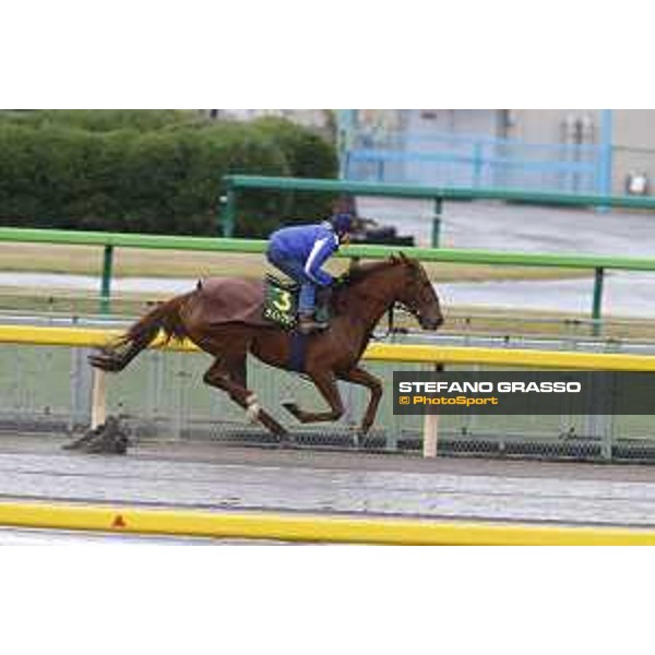 Morning track works at Fuchu racecourse Nightflower Tokyo,26th nov.2015 ph.Stefano Grasso