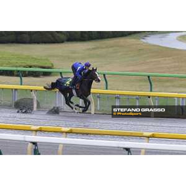 Morning track works at Fuchu racecourse Ito Tokyo,26th nov.2015 ph.Stefano Grasso