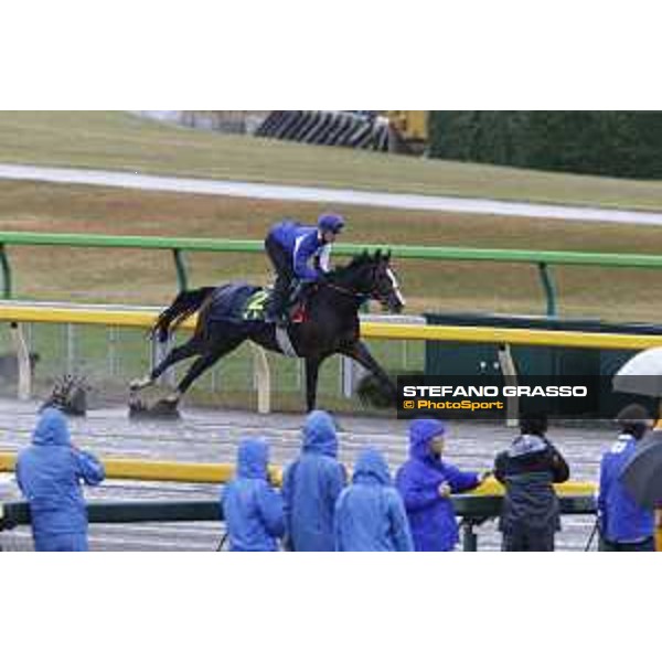 Morning track works at Fuchu racecourse Ito Tokyo,26th nov.2015 ph.Stefano Grasso