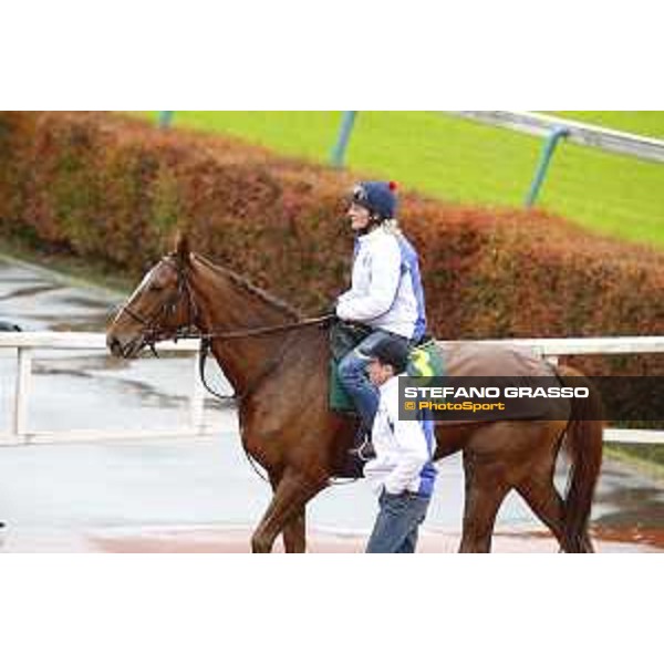 Morning track works at Fuchu racecourse Nightflower and Peter Schiergen Tokyo,26th nov.2015 ph.Stefano Grasso