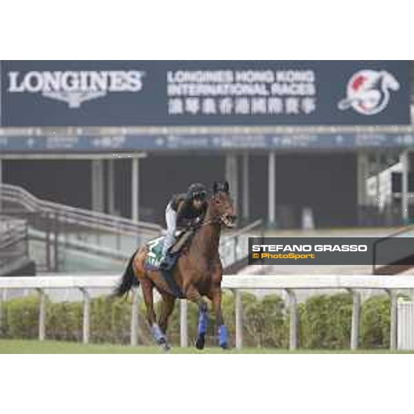 Longines Hong Kong International Races - morning track works at Sha Tin racecourse Cirrus des Aigles Sha Tin racecourse,10th dec. 2015 ph.Stefano Grasso/Longines