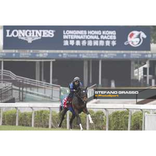 Longines Hong Kong International Races - morning track works at Sha Tin racecourse Satono Aladdin Sha Tin racecourse,10th dec. 2015 ph.Stefano Grasso/Longines
