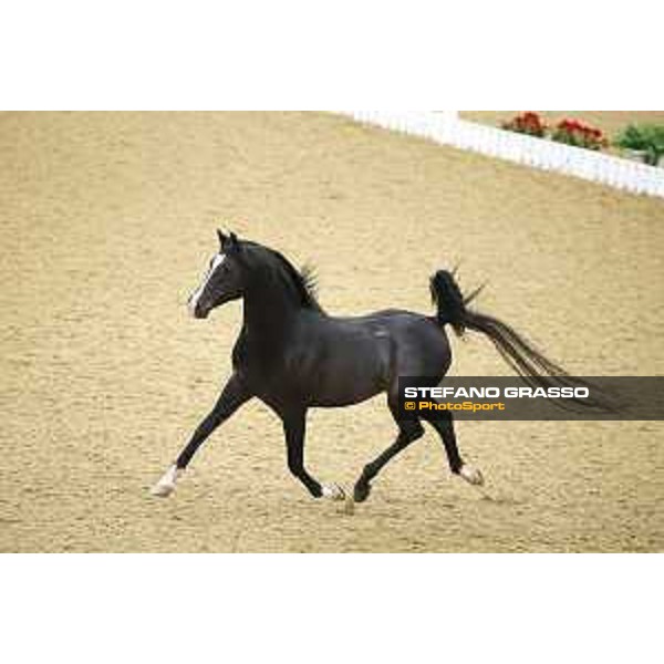 Al Shaqab 2016 - Arabian horse