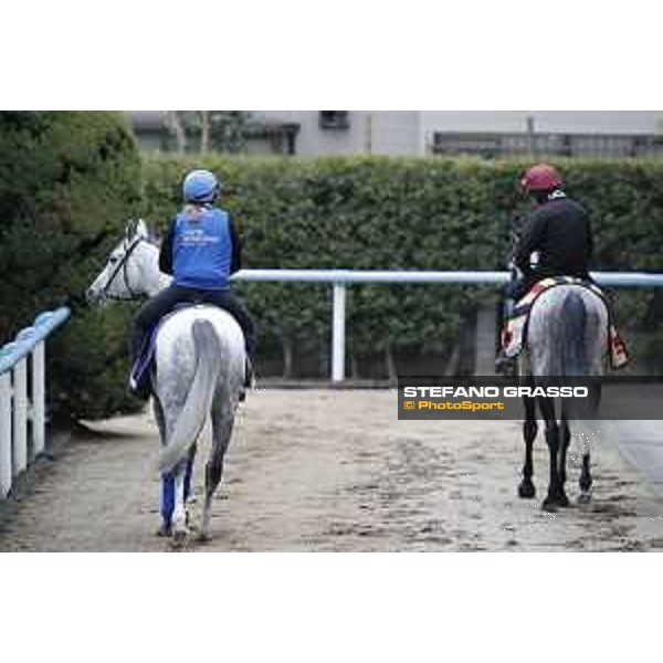 The 38th Japan Cup in association with Longines - morning track works Thundering Blue and Capri Tokyo - Fuchs racecourse, 22nd nov. 2018