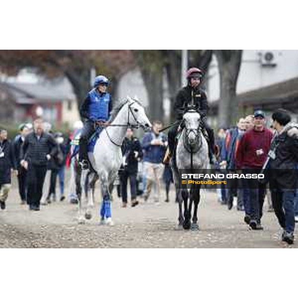 The 38th Japan Cup in association with Longines - morning track works Thundering Blue and Capri Tokyo - Fuchs racecourse, 22nd nov. 2018