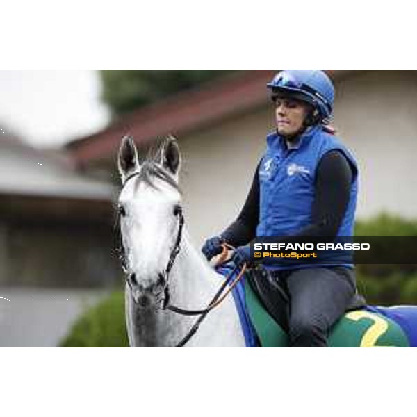 The 38th Japan Cup in association with Longines - morning track works Thundering Blue Tokyo - Fuchs racecourse, 22nd nov. 2018