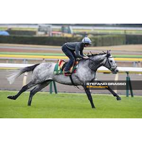 The 38th Japan Cup in association with Longines - morning track works Ryan Moore on Capri Tokyo - Fuchs racecourse, 22nd nov. 2018