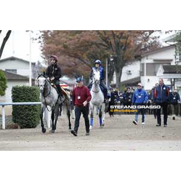 The 38th Japan Cup in association with Longines - morning track works Capri and Thundering Blue Tokyo - Fuchs racecourse, 22nd nov. 2018