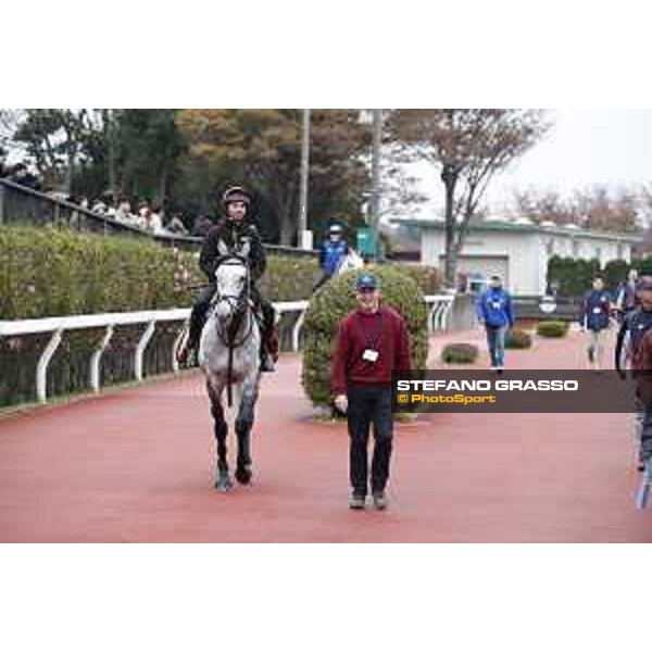The 38th Japan Cup in association with Longines - morning track works Capri Tokyo - Fuchs racecourse, 22nd nov. 2018