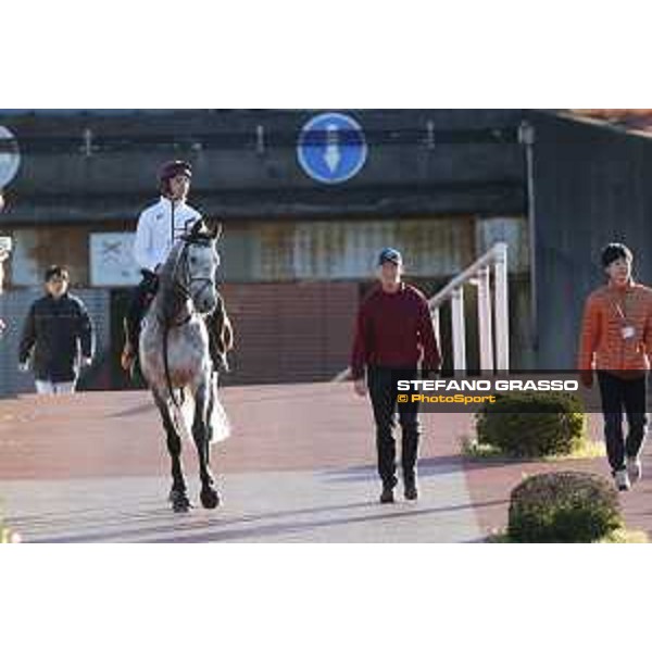 The 38th Japan Cup in association with Longines - Morning track works - Capri Tokyo - Fuchu racecourse 23rd nov. 2018