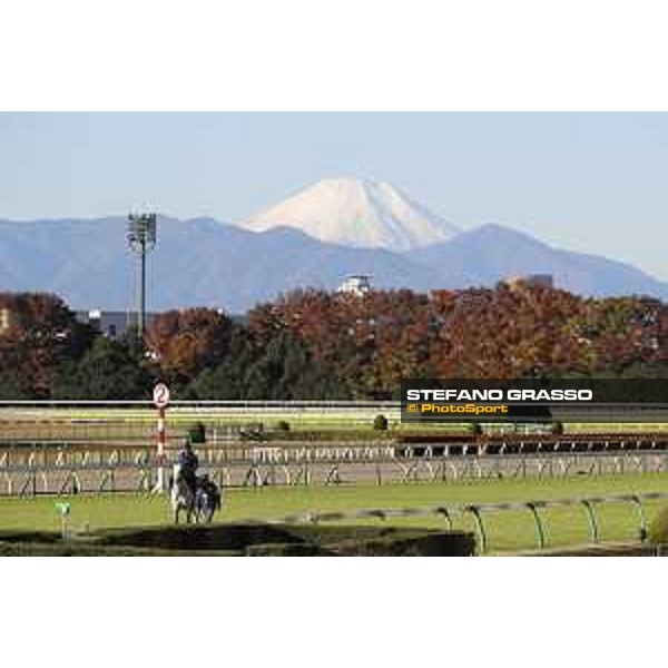 The 38th Japan Cup in association with Longines - Morning track works - Thundering Blue and the Fuji San Tokyo - Fuchu racecourse 23rd nov. 2018