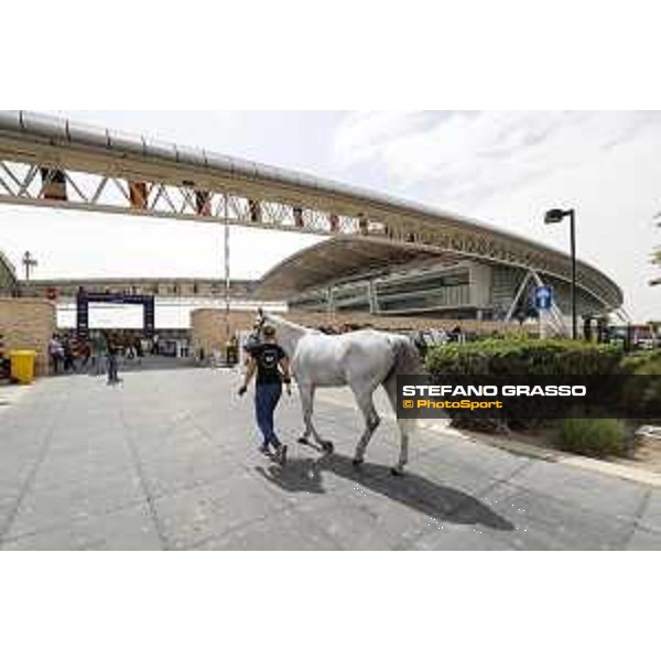 Vet Horse Inspection H&M Legend of Love LGCT of Doha 2021 Al Shaqab, 03032021 ph.Stefano Grasso/LGCT