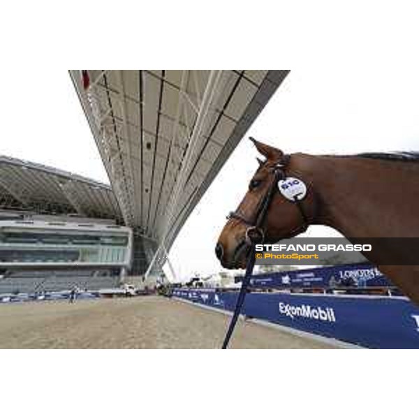 Vet Horse Inspection Catch me if You Can LGCT of Doha 2021 Al Shaqab, 03032021 ph.Stefano Grasso/LGCT