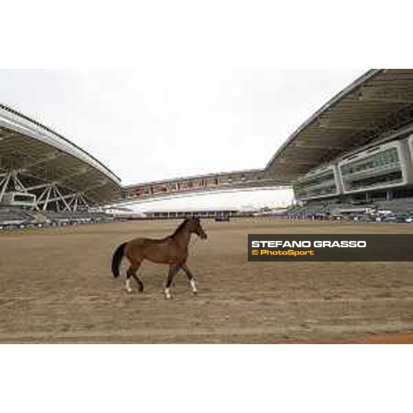 Vet Horse Inspection Fine Lady LGCT of Doha Al Shaqab, 03032021 ph.Stefano Grasso/LGCT