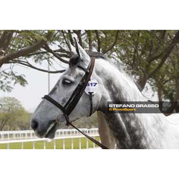 Vet Horse Inspection Checker LGCT of Doha 2021 Al Shaqab, 03032021 ph.Stefano Grasso/LGCT