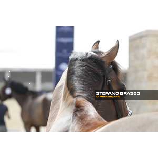 Vet Horse Inspection Hello Jefferson LGCT of Doha 2021 Al Shaqab, 03032021 ph.Stefano Grasso/LGCT