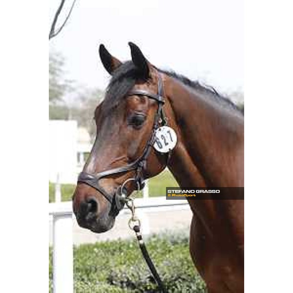 Vet Horse Inspection H&M Christian K LGCT of Doha 2021 Al Shaqab, 03032021 ph.Stefano Grasso/LGCT