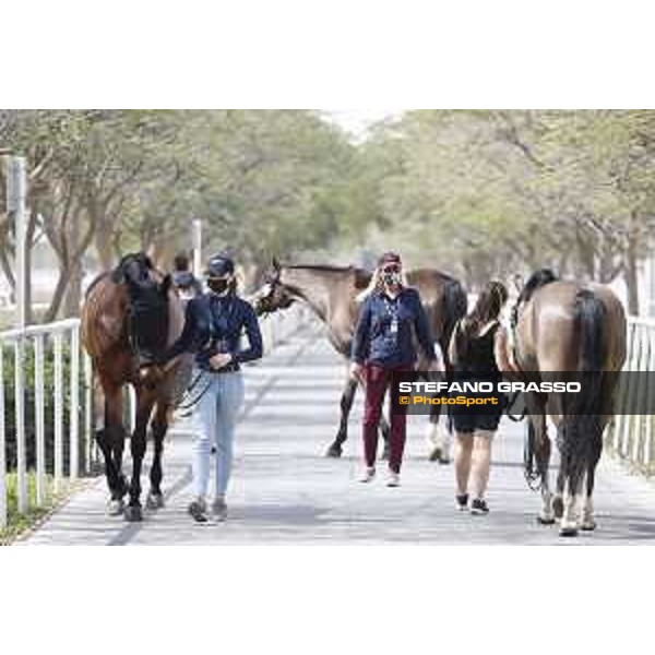 Vet Horse Inspection LGCT of Doha 2021 Al Shaqab, 03032021 ph.Stefano Grasso/LGCT