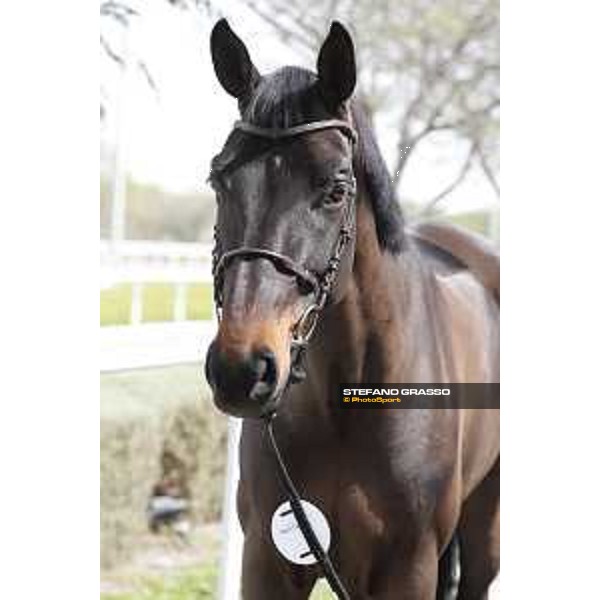 Vet Horse Inspection Dalila de la Pomme LGCT of Doha 2021 Al Shaqab, 03032021 ph.Stefano Grasso/LGCT
