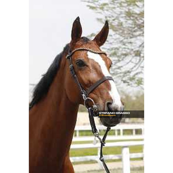 Vet Horse Inspection Identity Vitseroel LGCT of Doha 2021 Al Shaqab, 03032021 ph.Stefano Grasso/LGCT