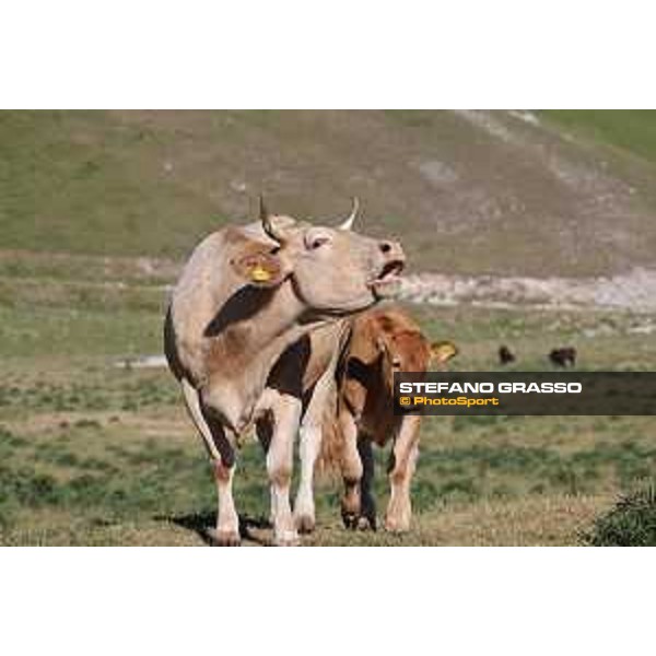 A day at Gran Sasso d’Italia Cows Campo Imperatore (AQ), 28 June 2021 Ph.Stefano Grasso