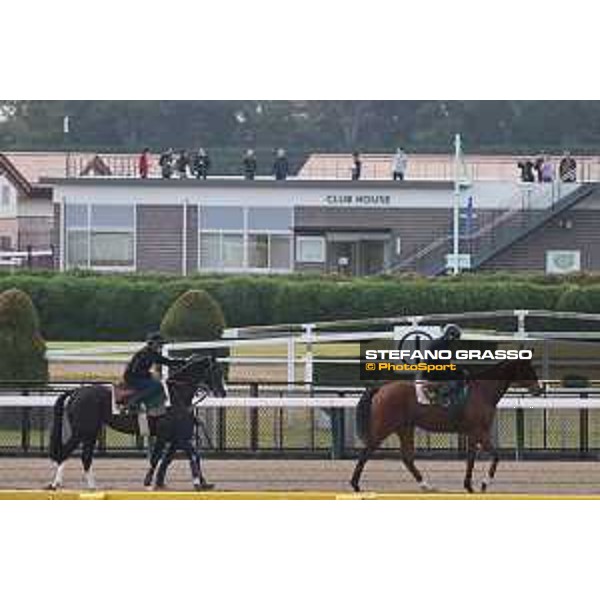 Japan Cup of Tokyo - - Tokyo, Fuchu Racecourse - 23 November 2023 - ph.Stefano Grasso/Longines Morning track works Iresine