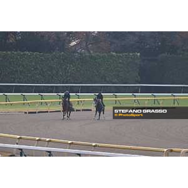 Japan Cup of Tokyo - - Tokyo, Fuchu Racecourse - 23 November 2023 - ph.Stefano Grasso/Longines Morning track works Iresine