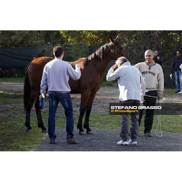 Anact selected yearlings sales - Enrico Bellei Settimo Milanese (MI), 29th oct. 2010 ph. Stefano Grasso