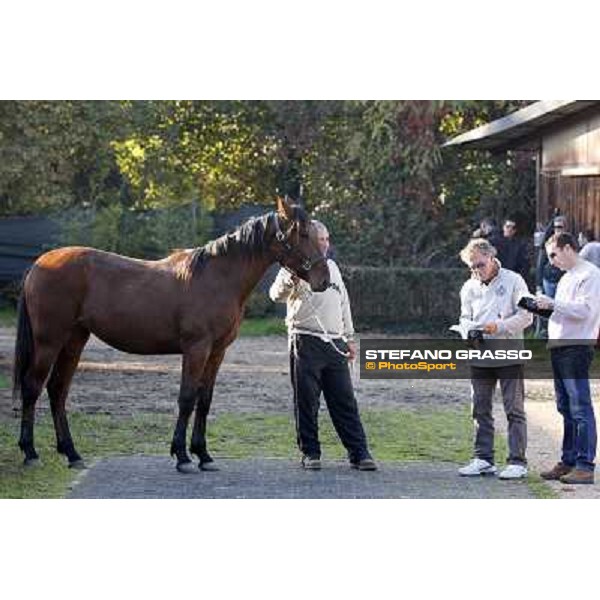 Anact selected yearlings sales - Enrico Bellei Settimo Milanese (MI), 29th oct. 2010 ph. Stefano Grasso