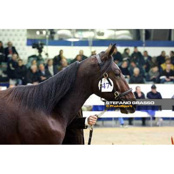 Anact selected yearlings sales Settimo Milanese (MI), 29th oct. 2010 ph. Stefano Grasso