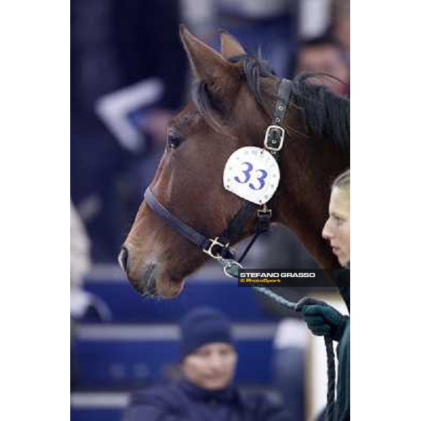 Anact selected yearlings sales Settimo Milanese (MI), 29th oct. 2010 ph. Stefano Grasso
